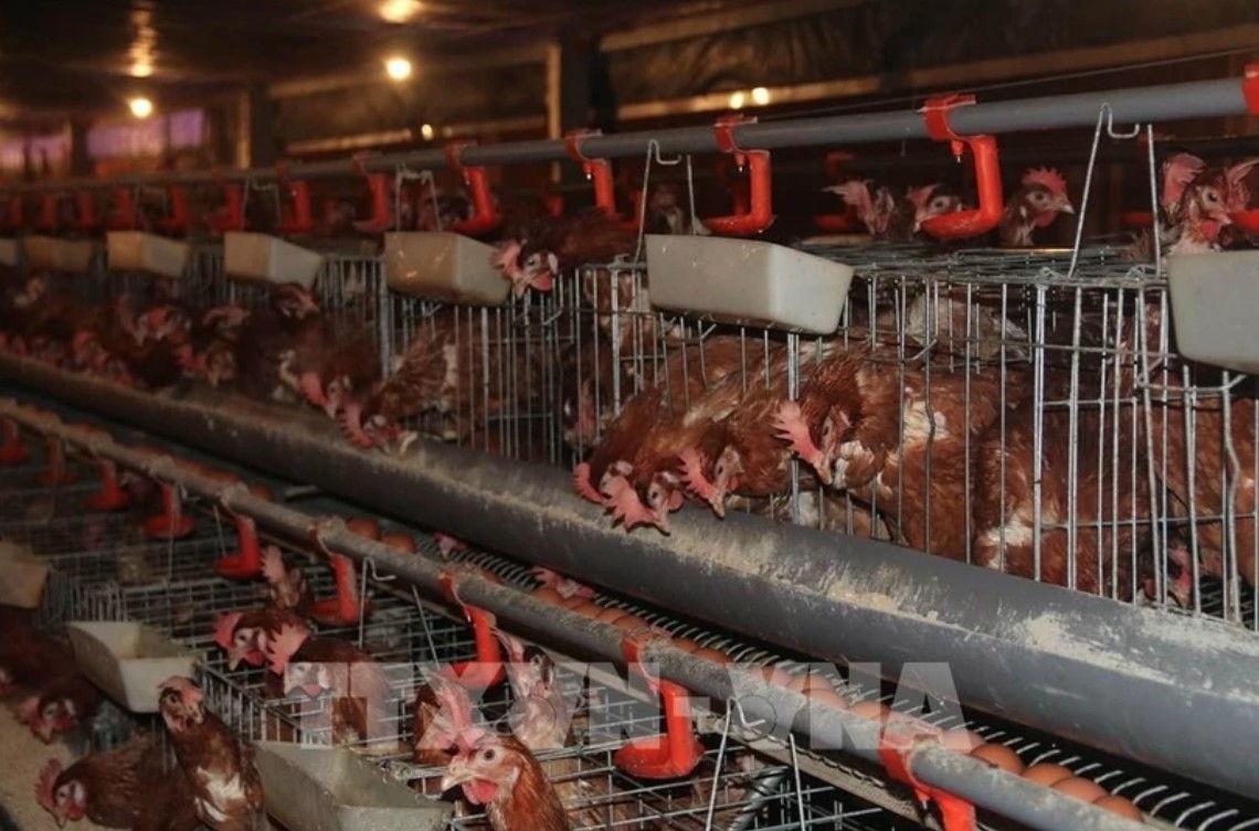 Conference to promote poultry sector’s sustainable development